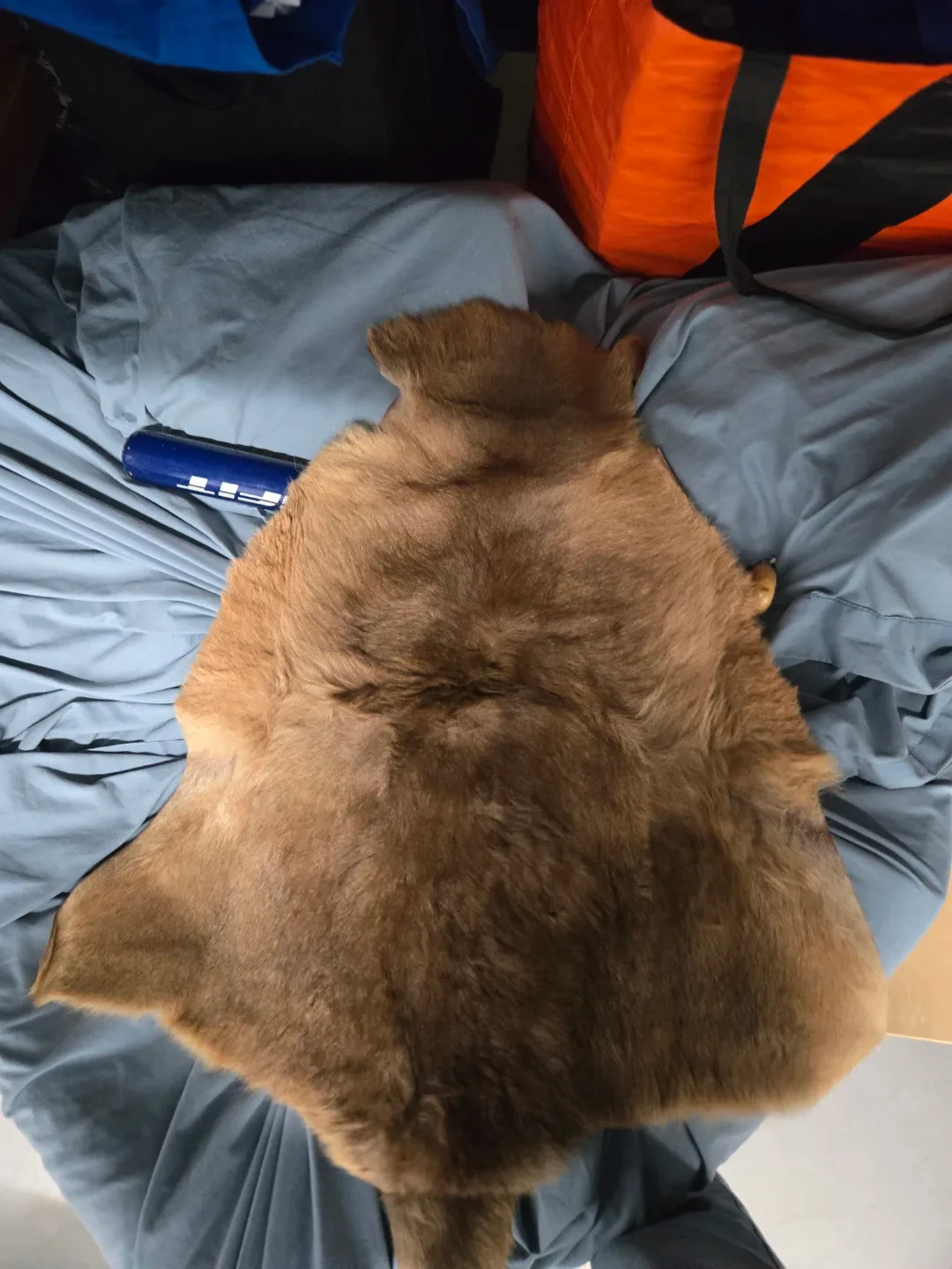 Kangaroo skin rug image indicator(2)