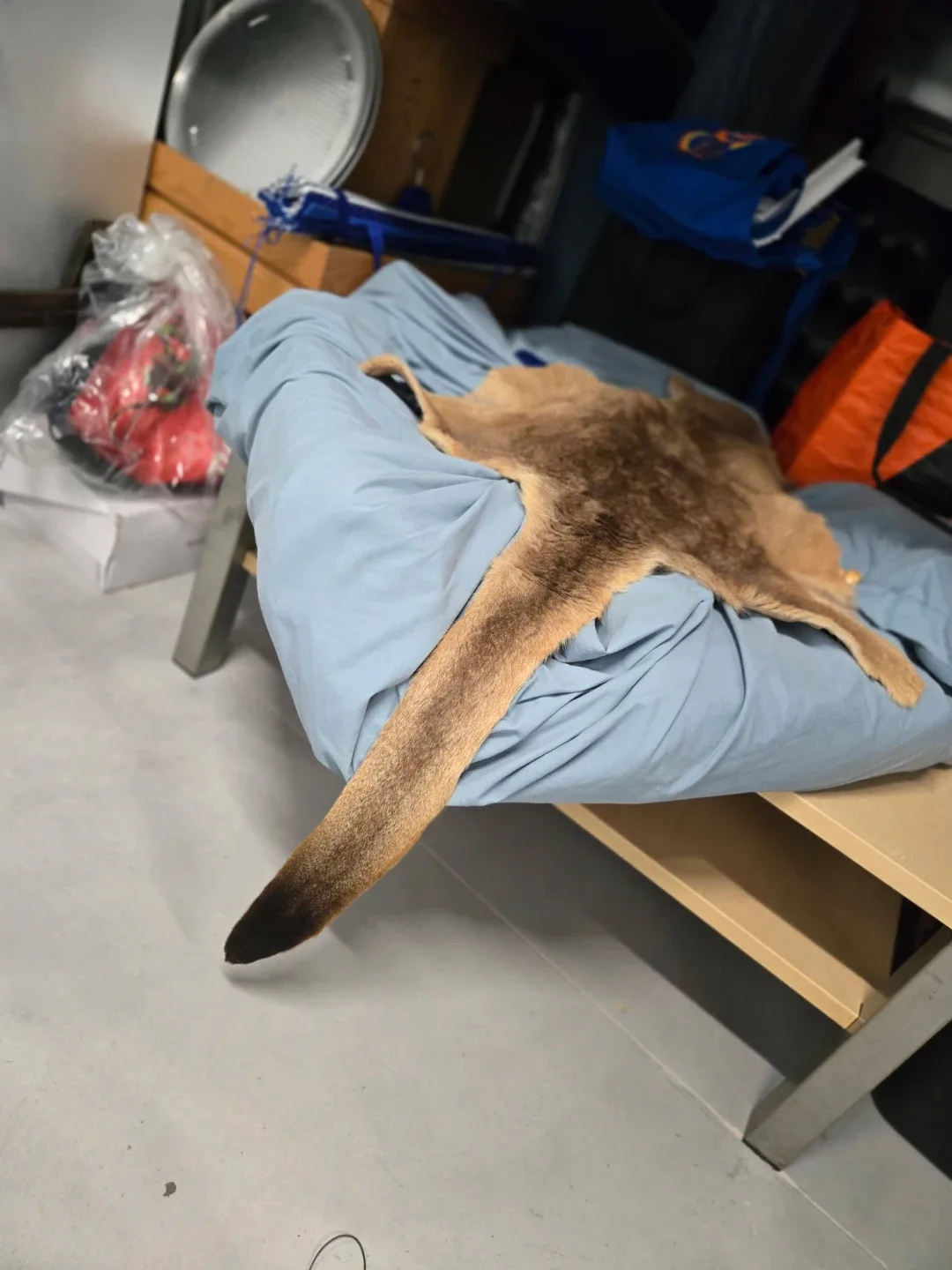 Kangaroo skin rug image indicator(3)