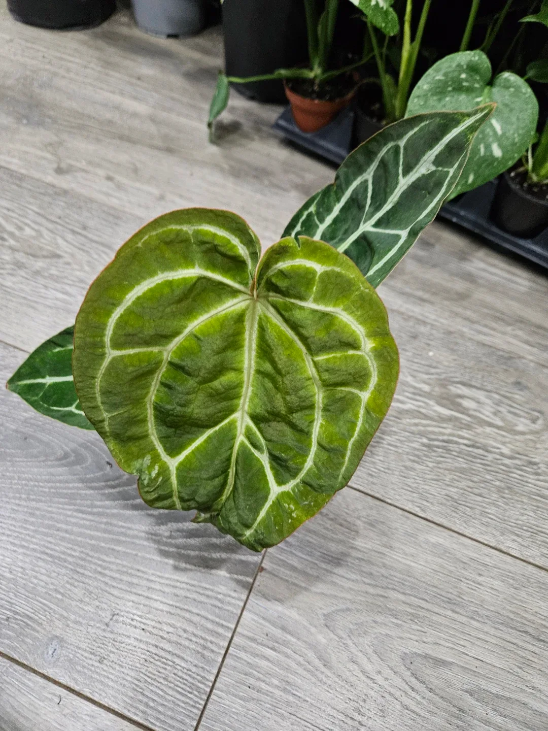 Anthurium Crystallinum Plant image indicator(6)