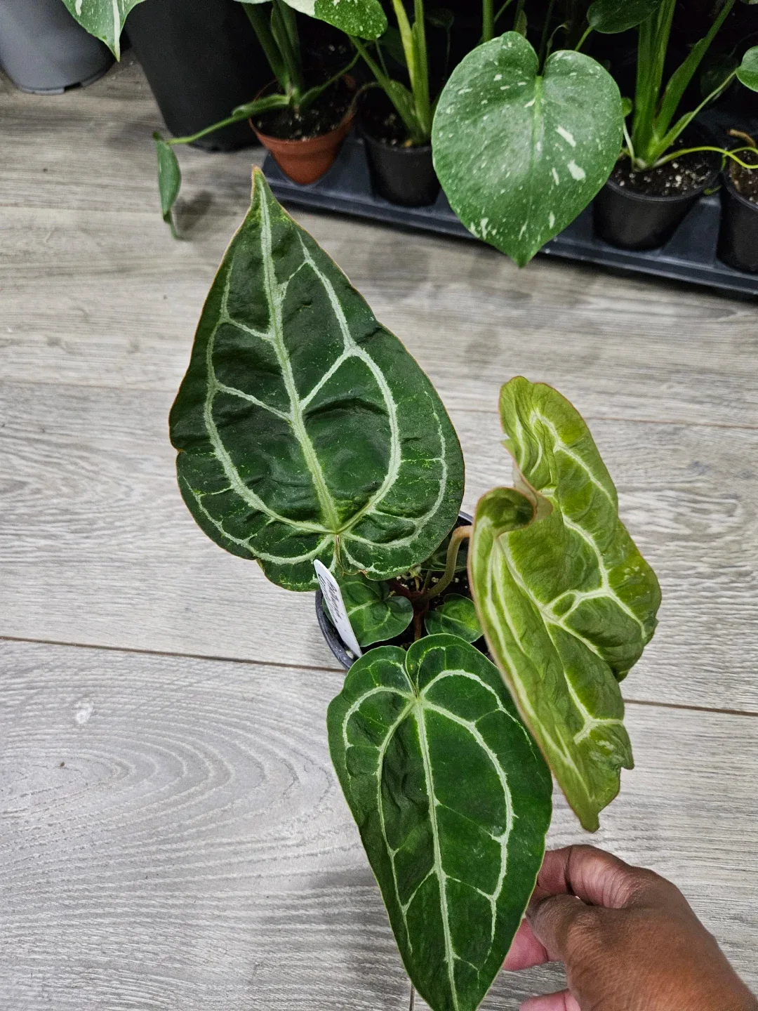 Anthurium Crystallinum Plant image indicator(8)