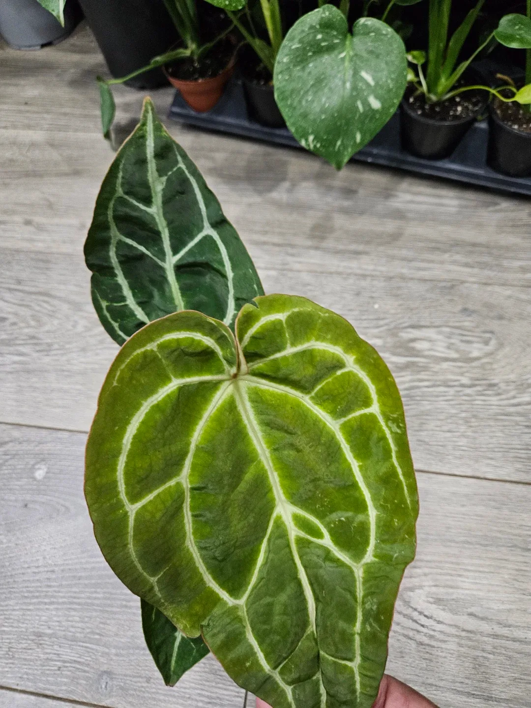 Anthurium Crystallinum Plant image indicator(9)