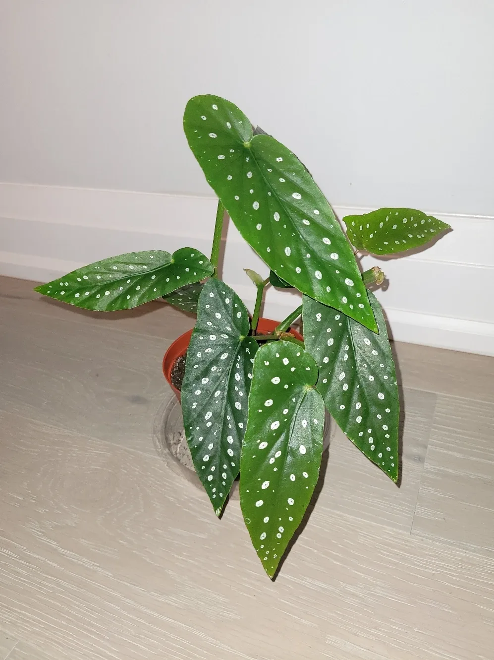 Polka Dot Begonia in red/brown Pots image indicator(2)