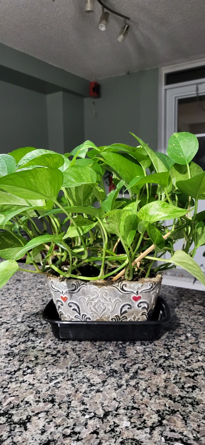 Pothos Plant in ceramic pot - photo 2