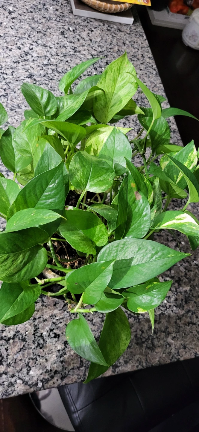 Pothos Plant in ceramic pot - photo 5