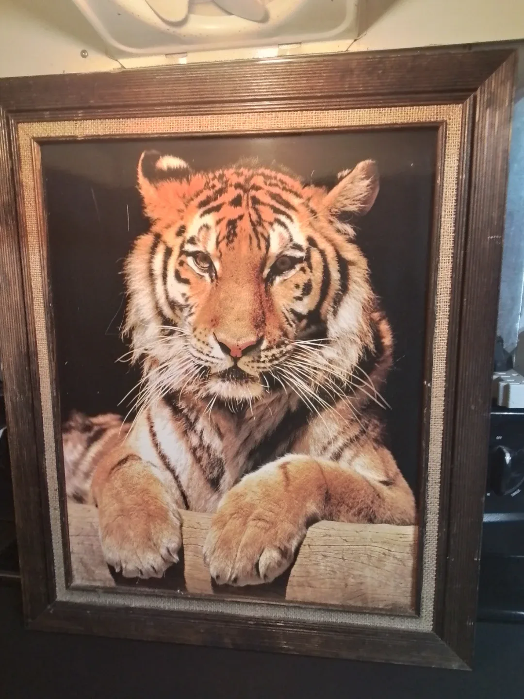 Tiger Picture 20.5 x 24.5"