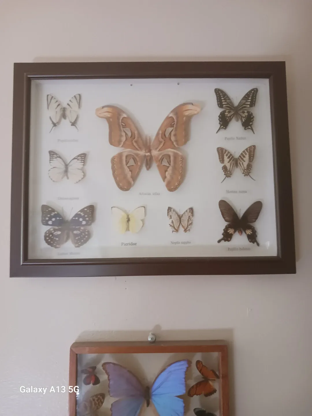 Framed Butterfly Display Art