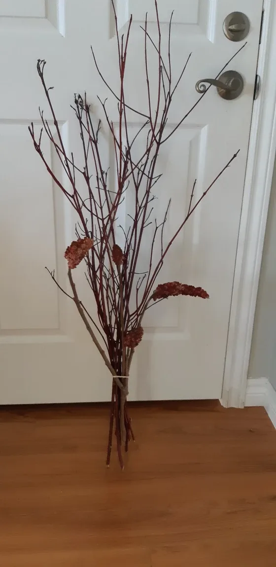 Bunch od Red Dogwood Branches