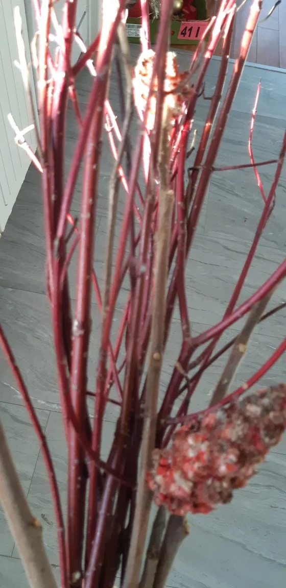 Bunch od Red Dogwood Branches image indicator(2)