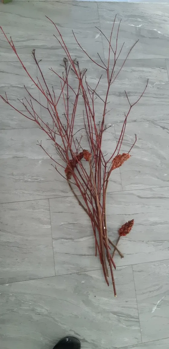 Bunch od Red Dogwood Branches image indicator(3)