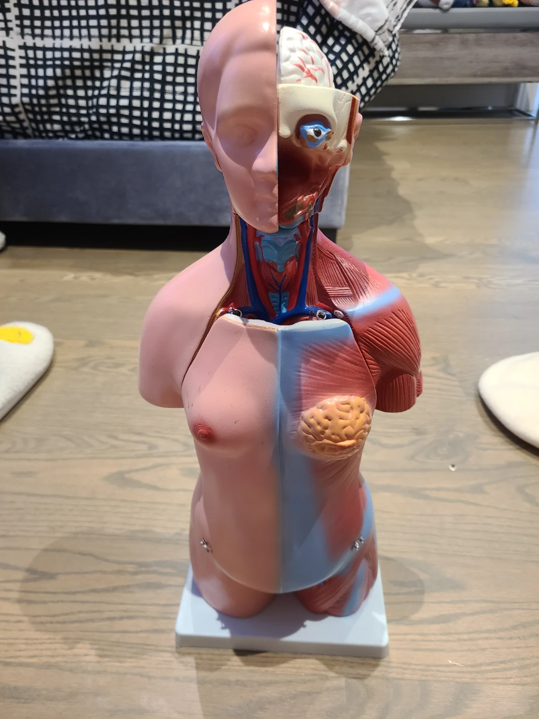 Human Torso Model