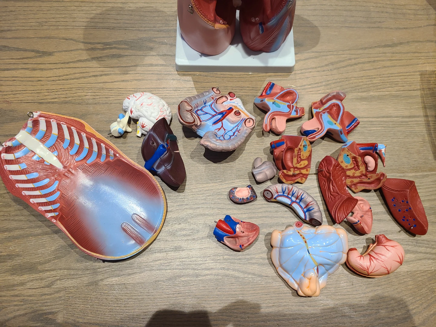 Human Torso Model - photo 3