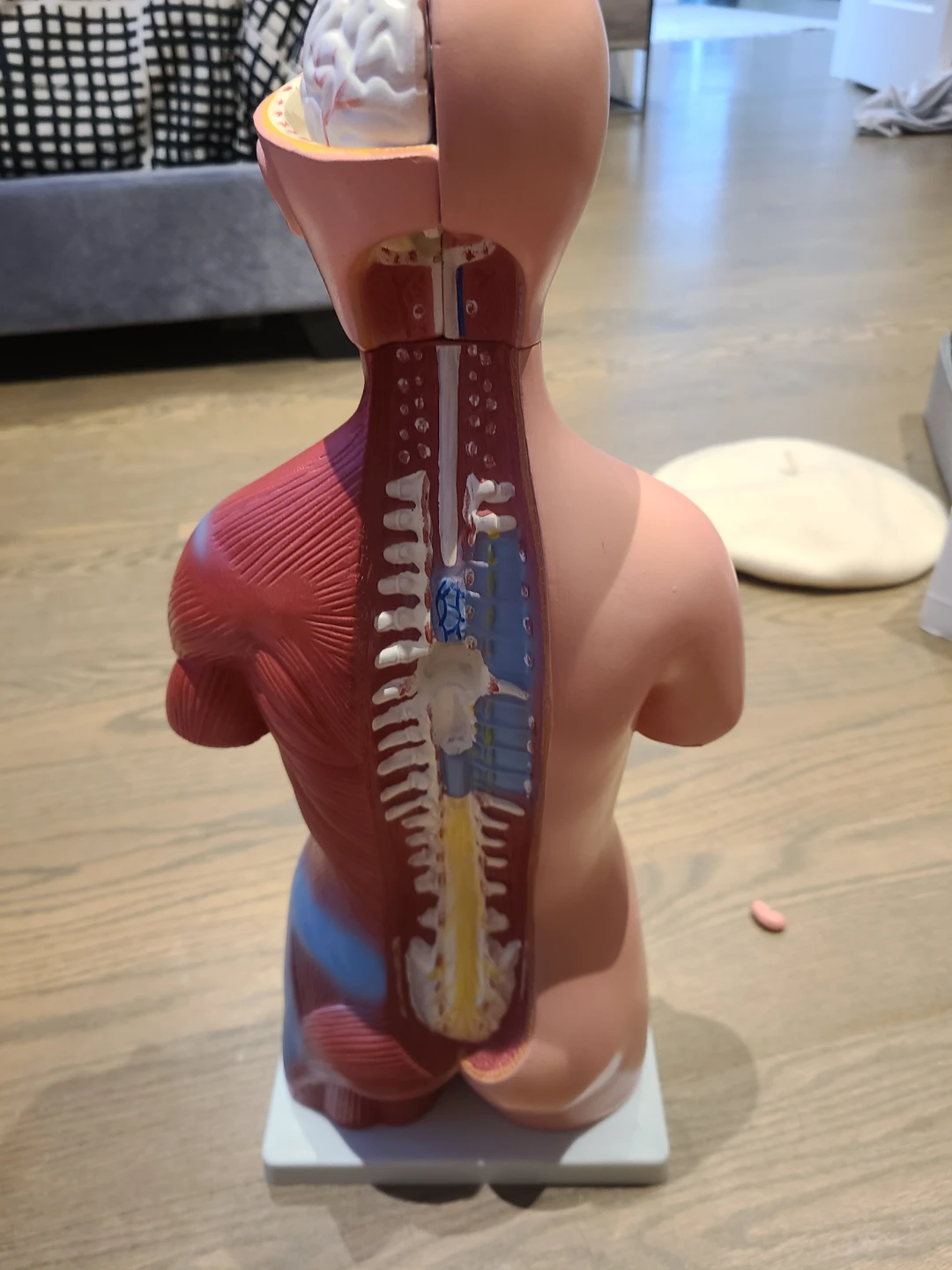 Human Torso Model - photo 5