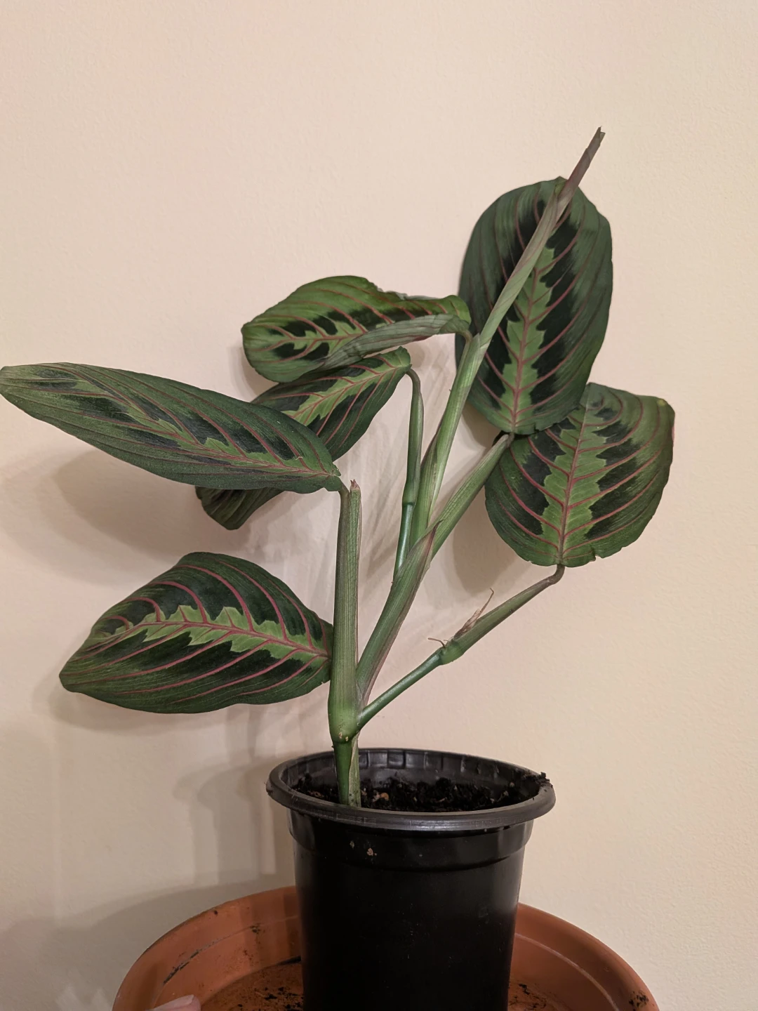 Red Vein Prayer Plant