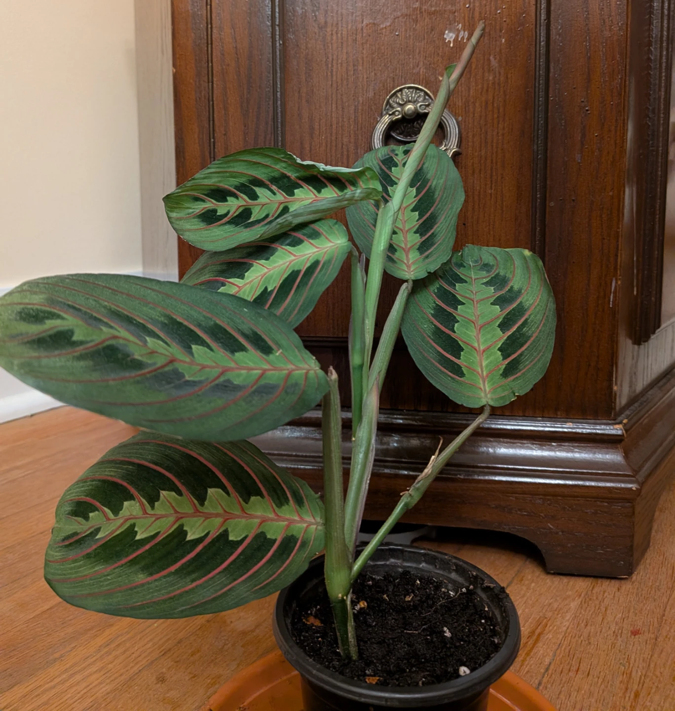 Red Vein Prayer Plant - photo 2
