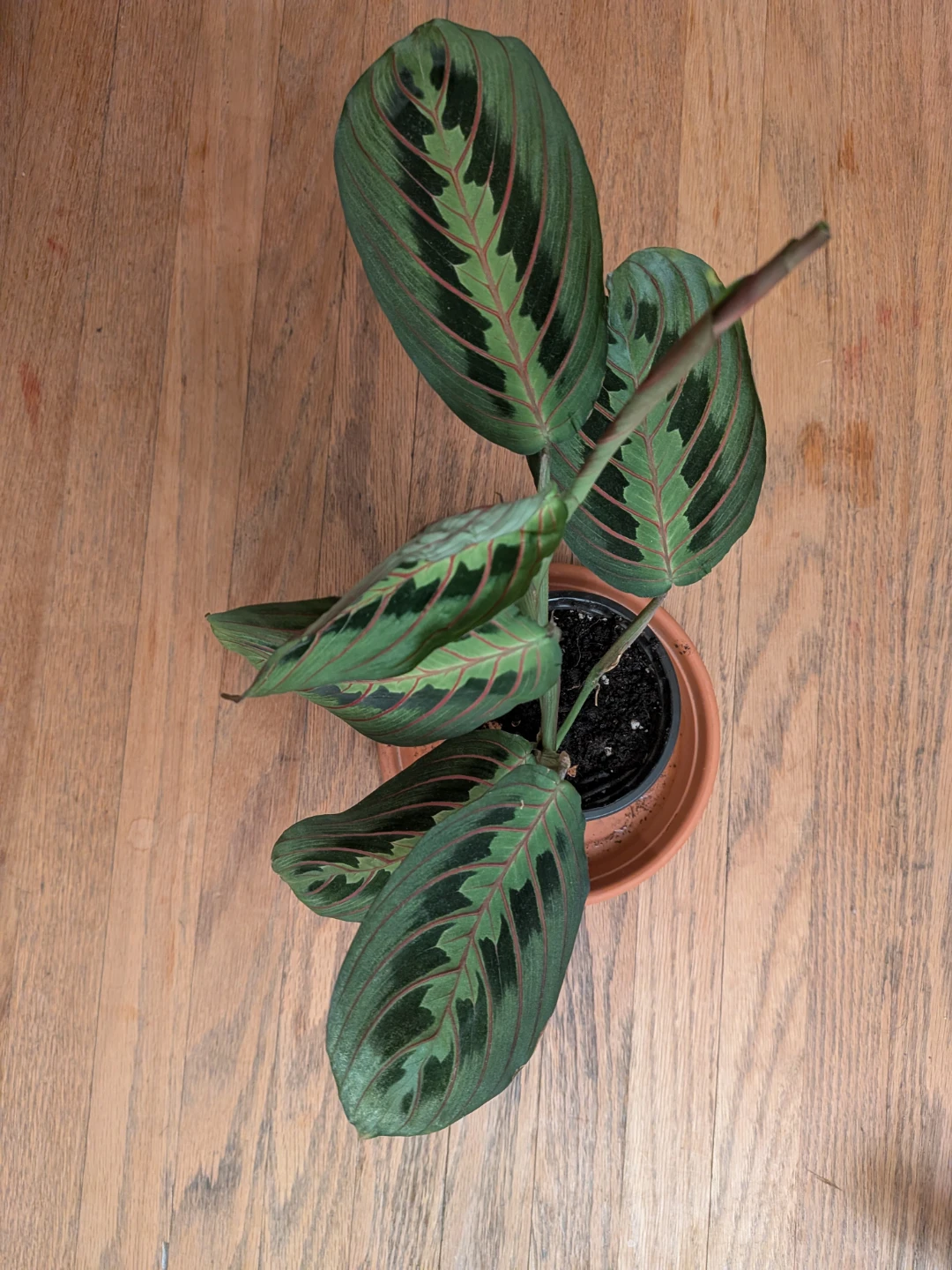 Red Vein Prayer Plant - photo 3