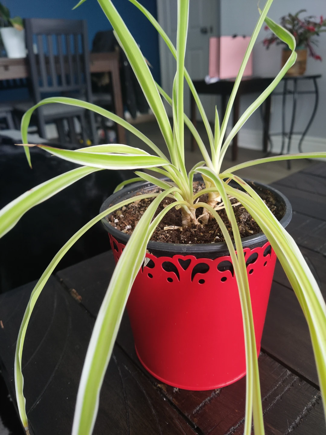 Spider Plant in Red Pot - photo 2