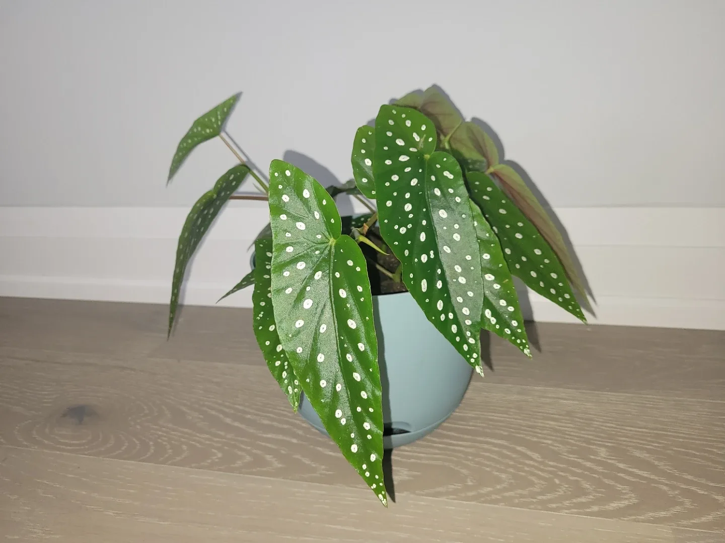 Polka Dot Begonia in Blue Pot