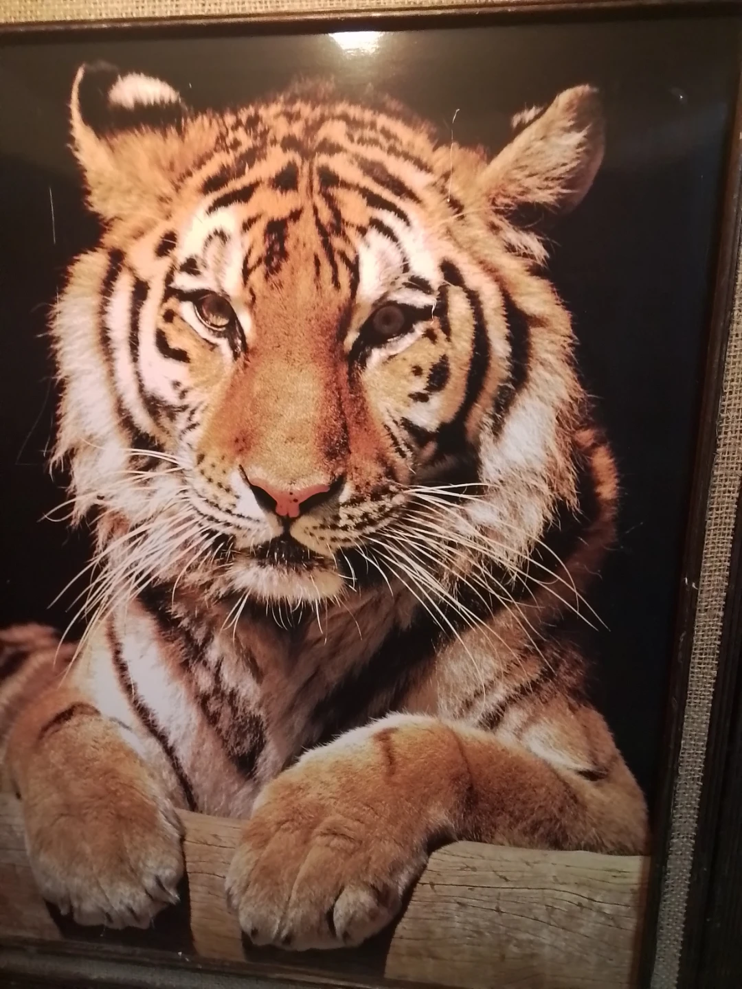Tiger Picture 20.5 x 24.5" - photo 2