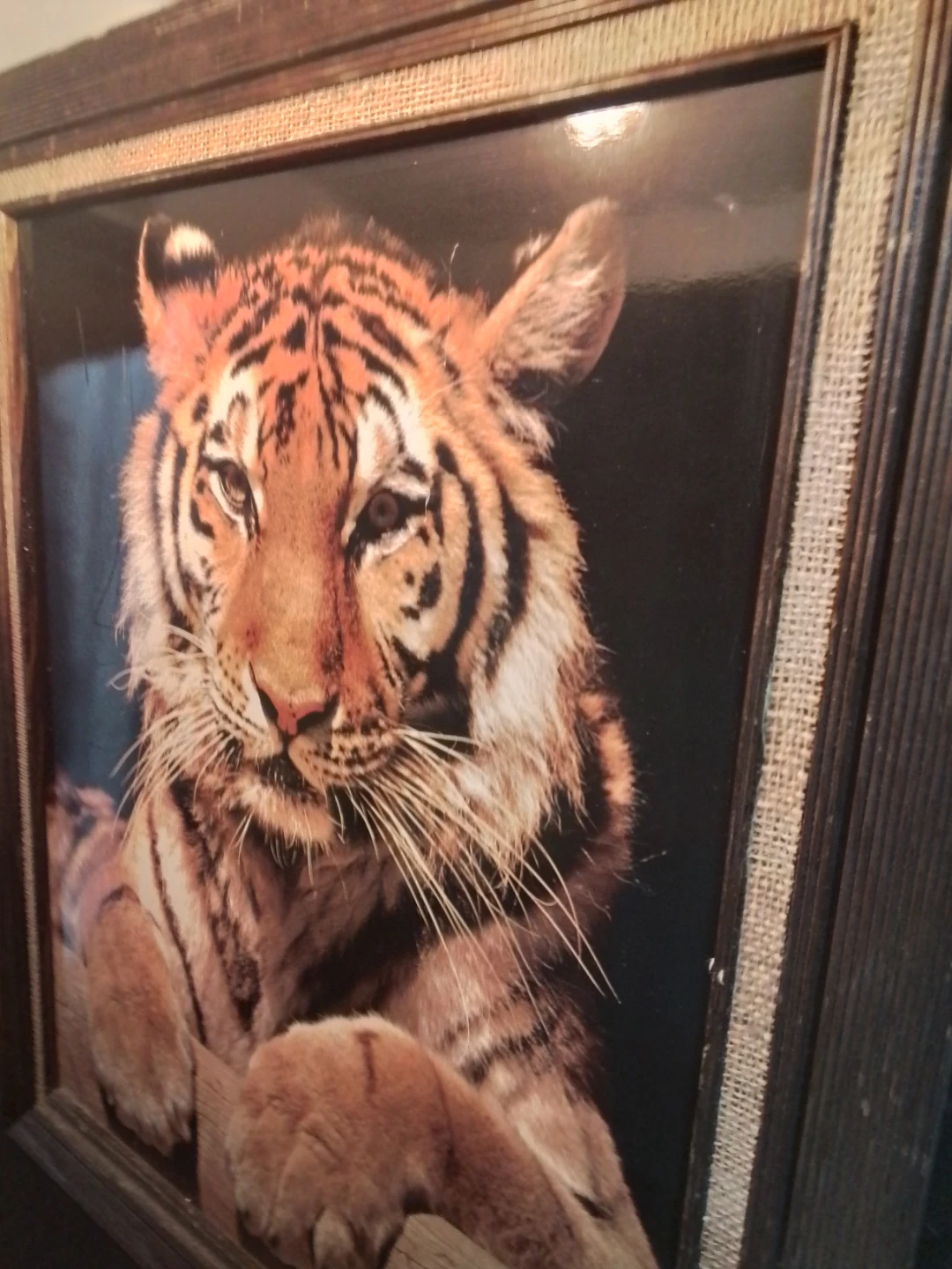 Tiger Picture 20.5 x 24.5" - photo 3