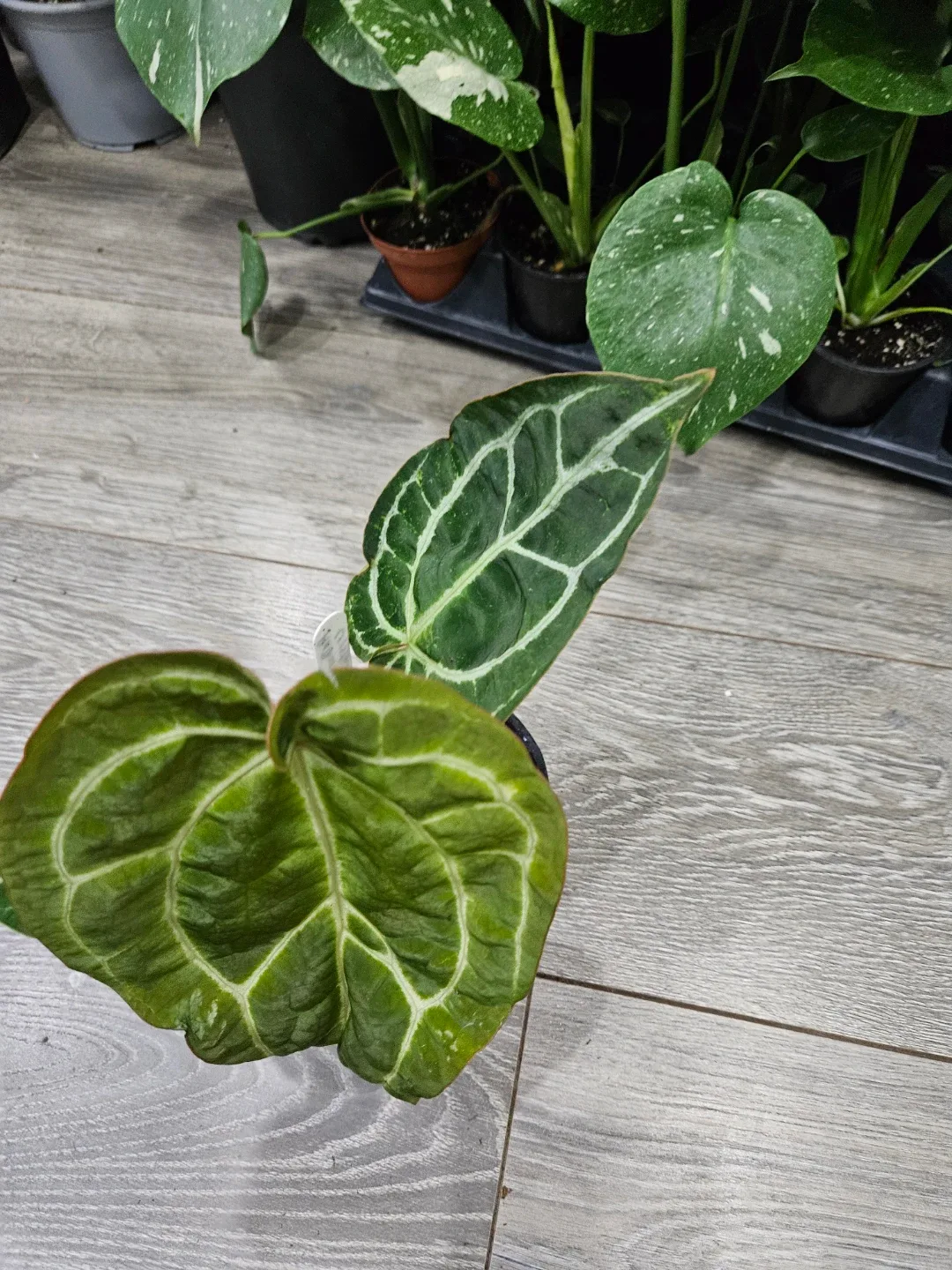 Anthurium Crystallinum Plant image indicator(2)