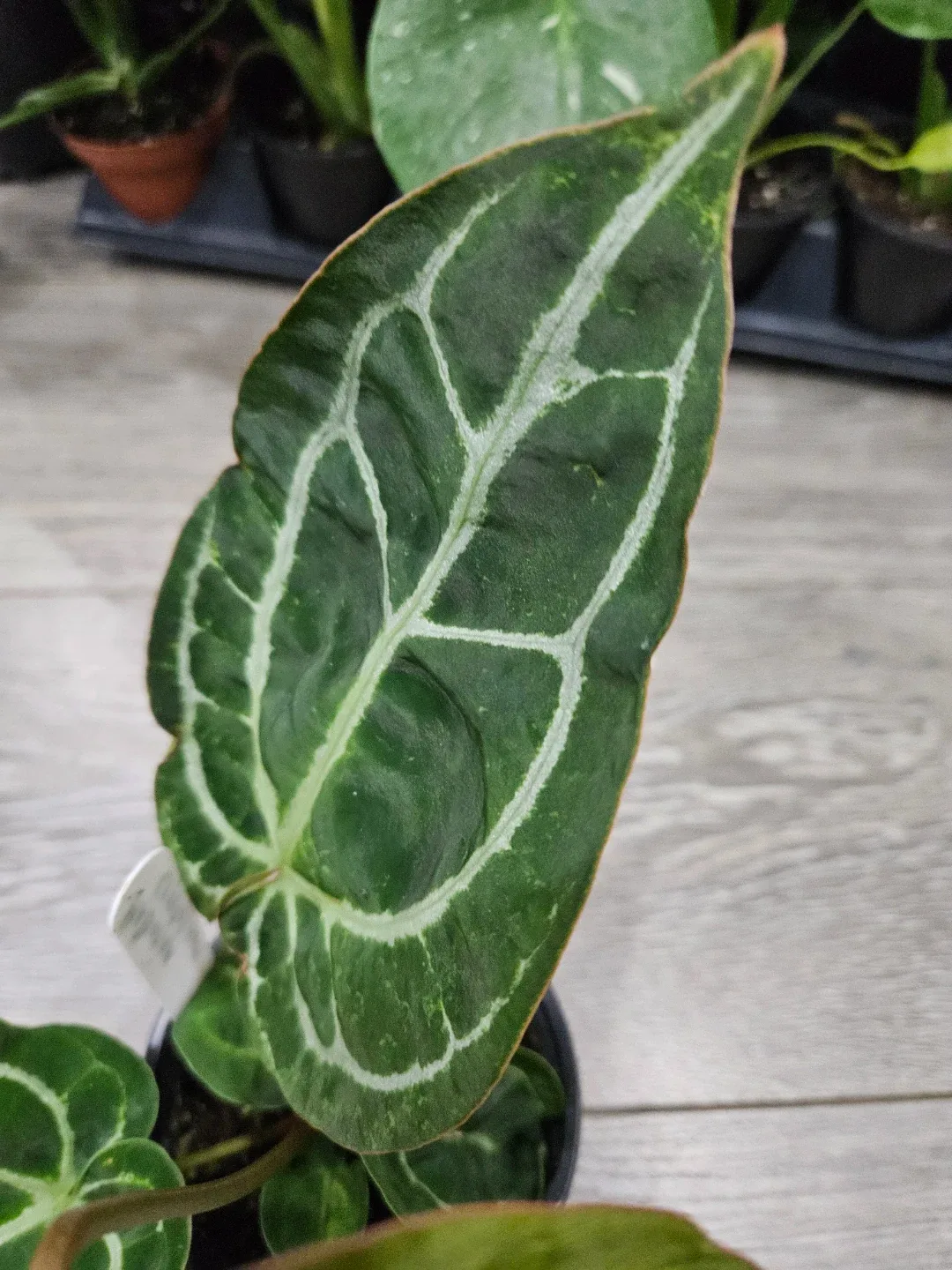 Anthurium Crystallinum Plant image indicator(4)