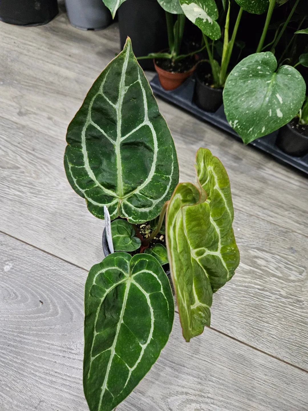 Anthurium Crystallinum Plant image indicator(5)