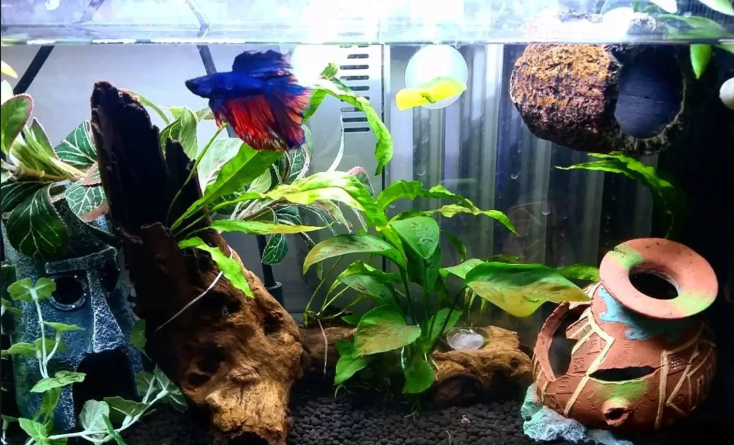 Fluval Spec 5 Gal Aquarium Kit + Accessories image indicator(2)