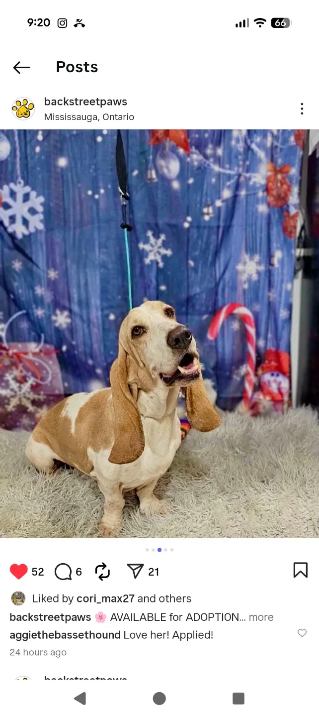 Seeking dog food, treats, bed, supplements