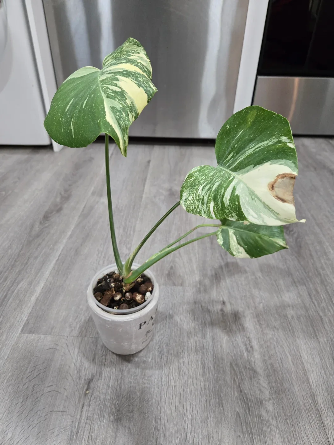Thai Monstera -15 inches