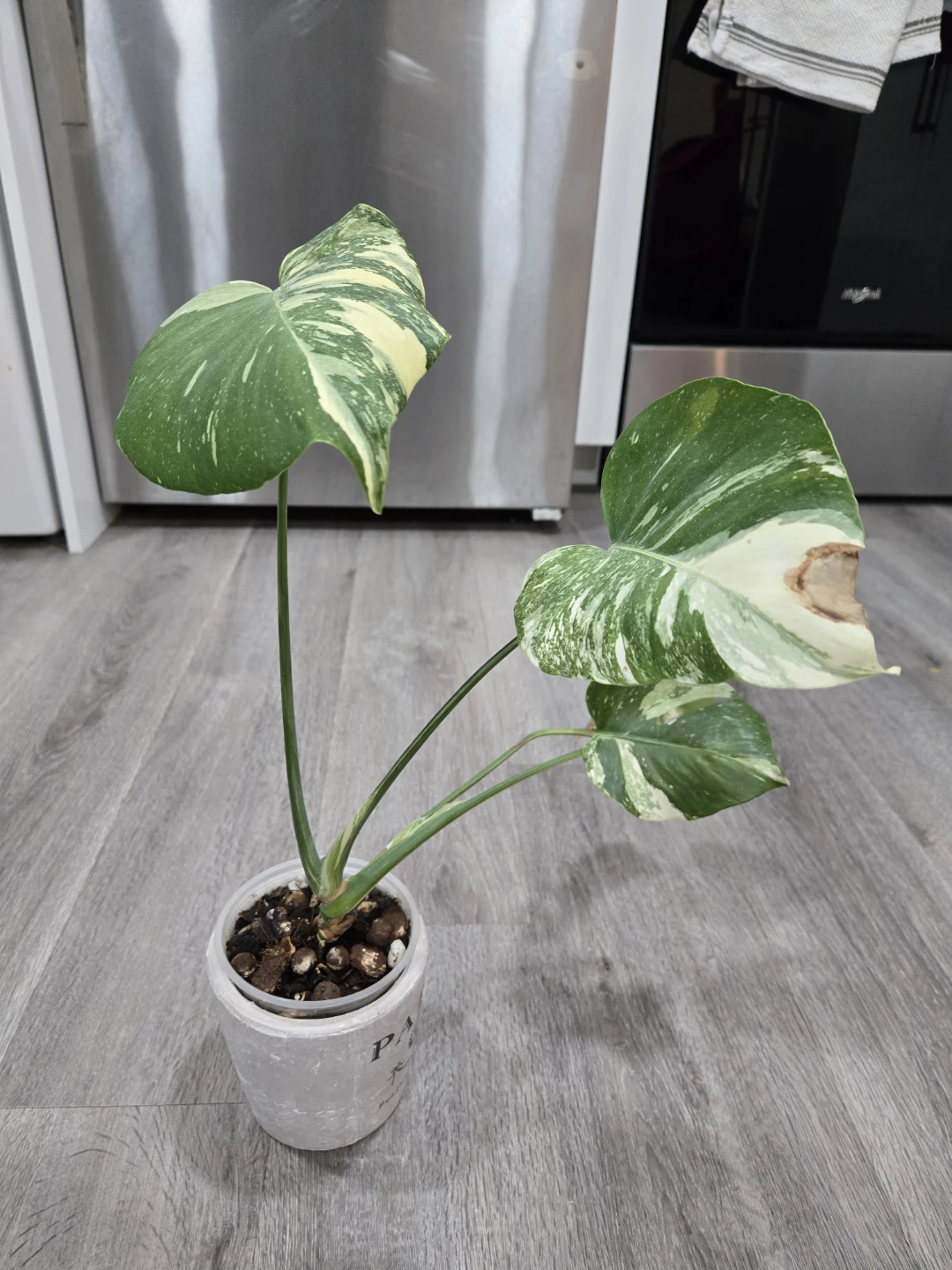 Thai Monstera -15 inches - photo 3