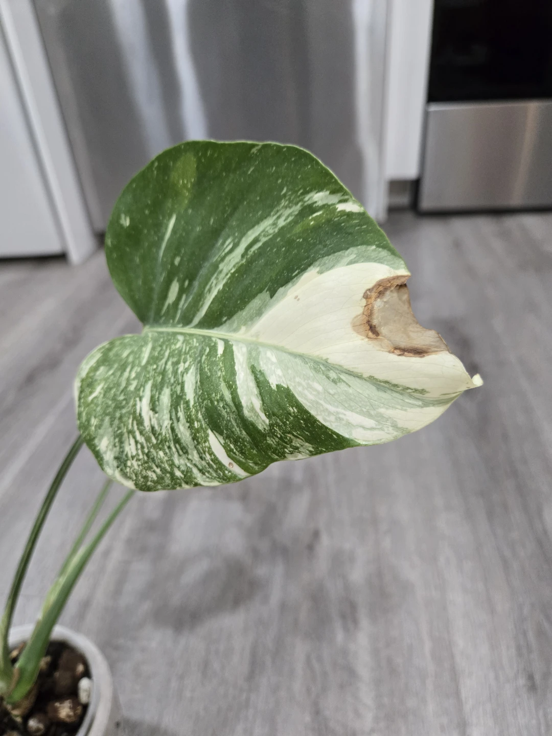 Thai Monstera -15 inches - photo 4