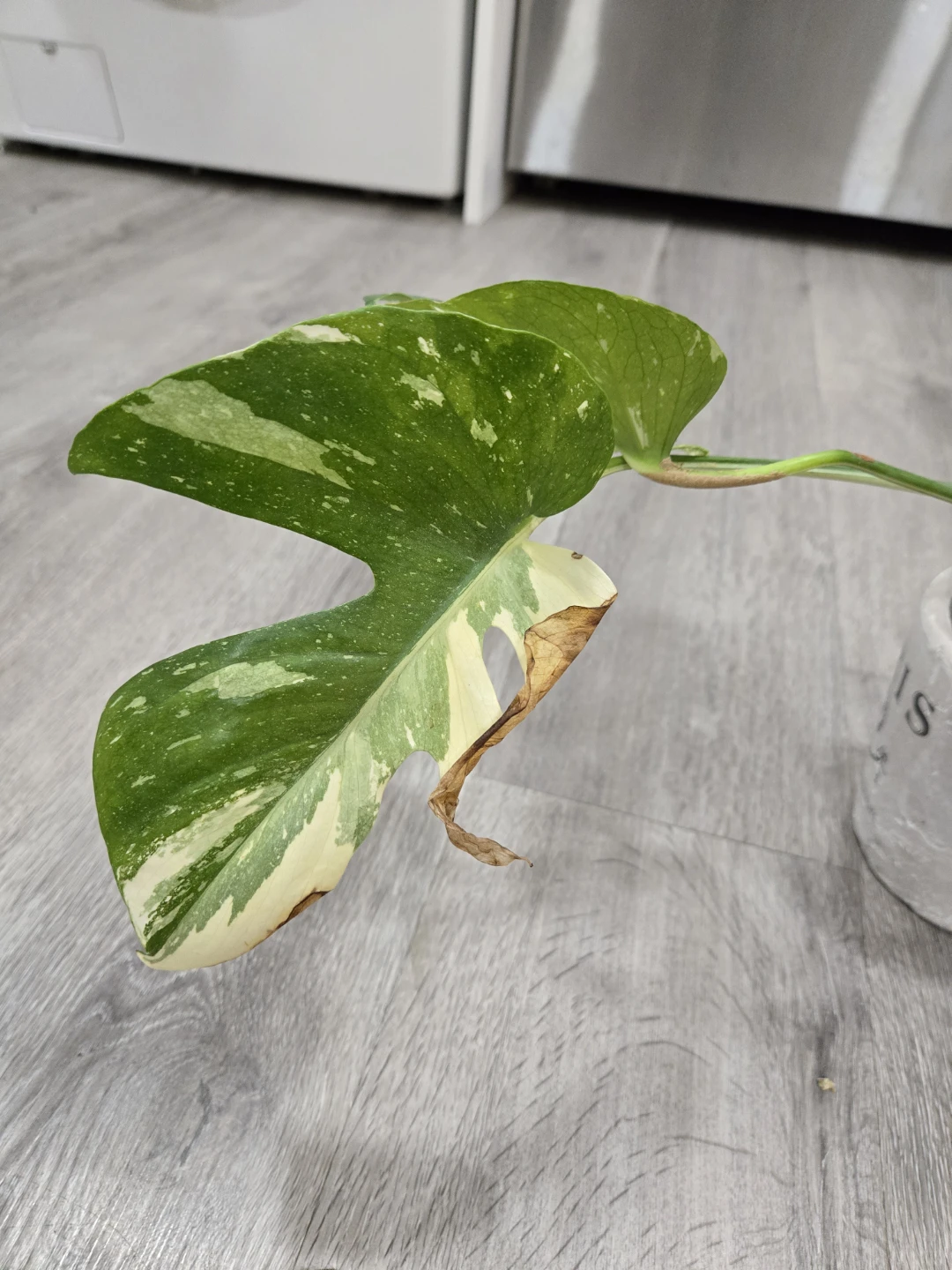 Thai Monstera -15 inches - photo 5