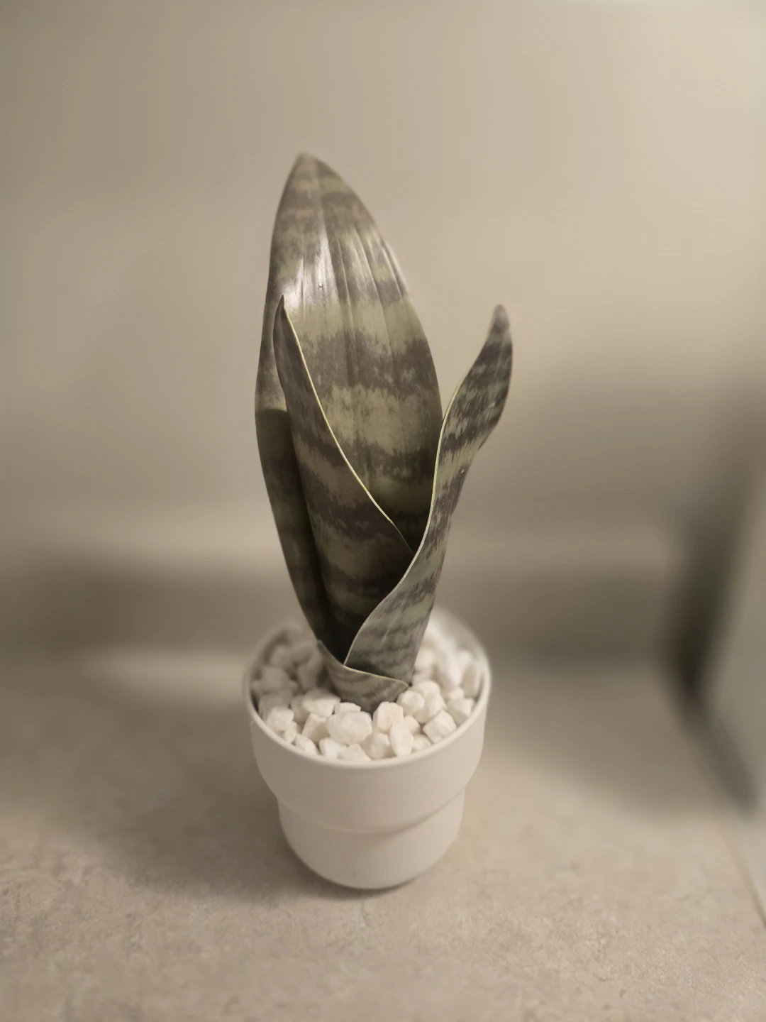 Free Small Snake Plant in White Pot