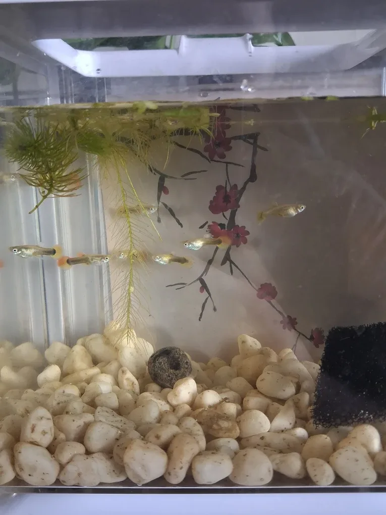 Diamond mirinda Guppy Fish - 2$ each