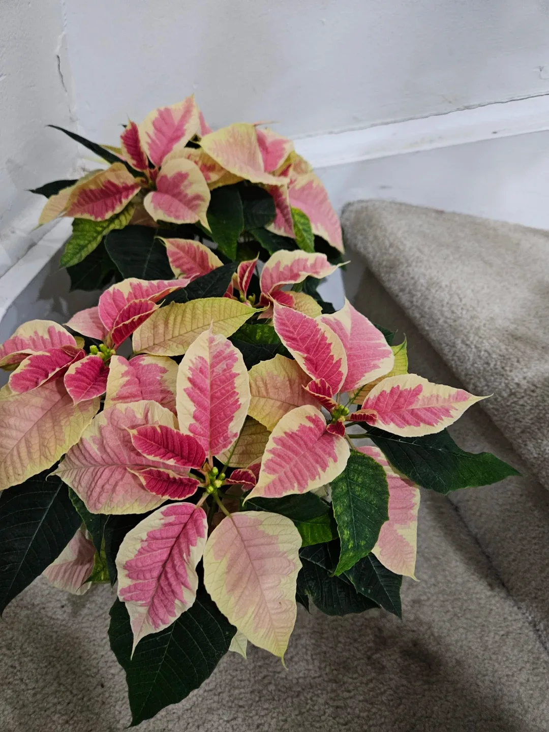 Poinsettia plant
