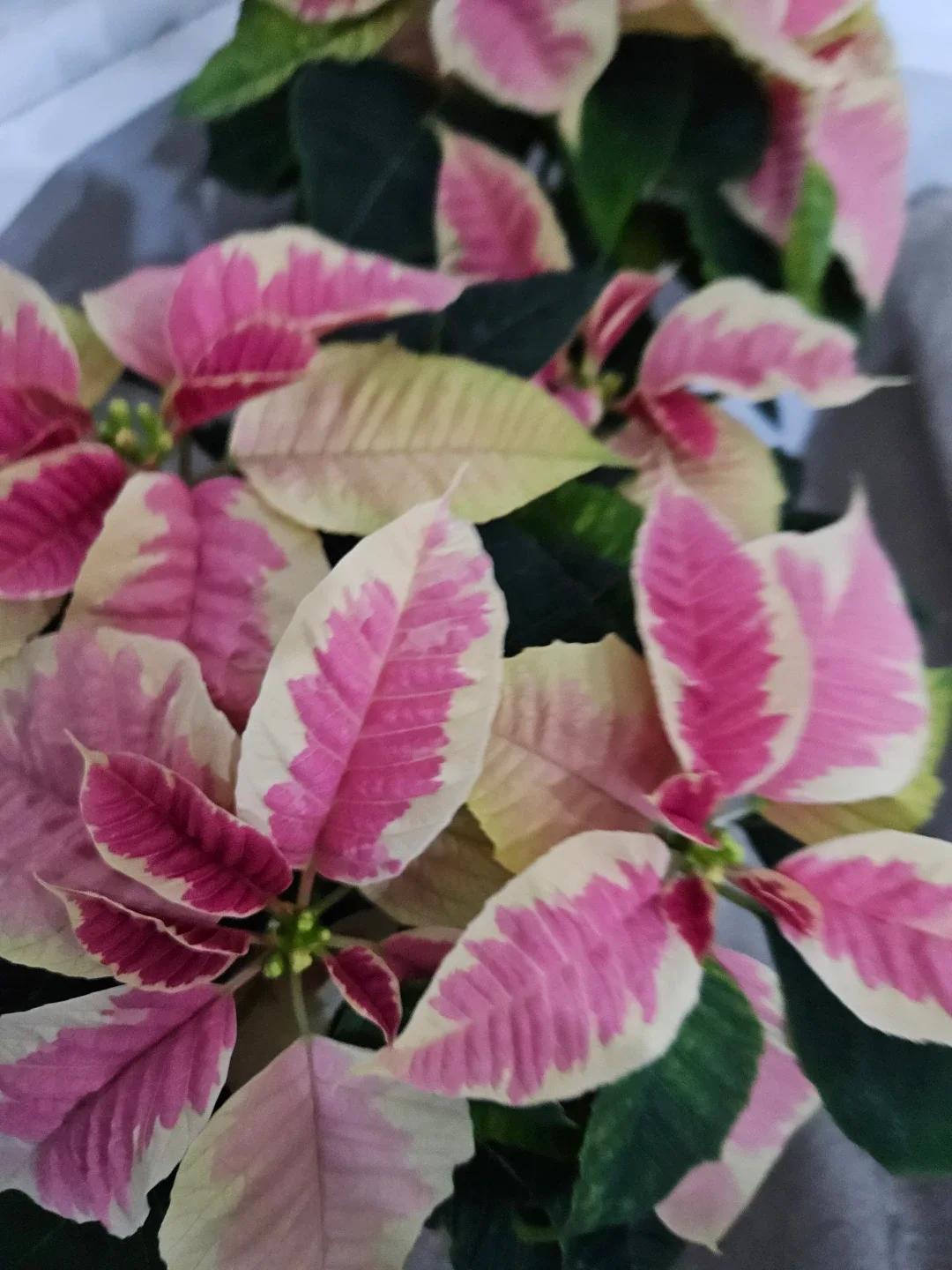 Poinsettia plant image indicator(3)