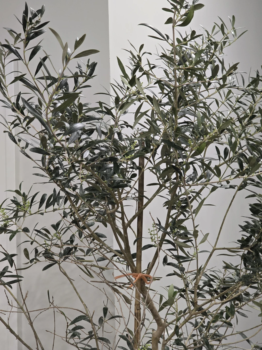 Olive Tree 7 feet bearing fruits