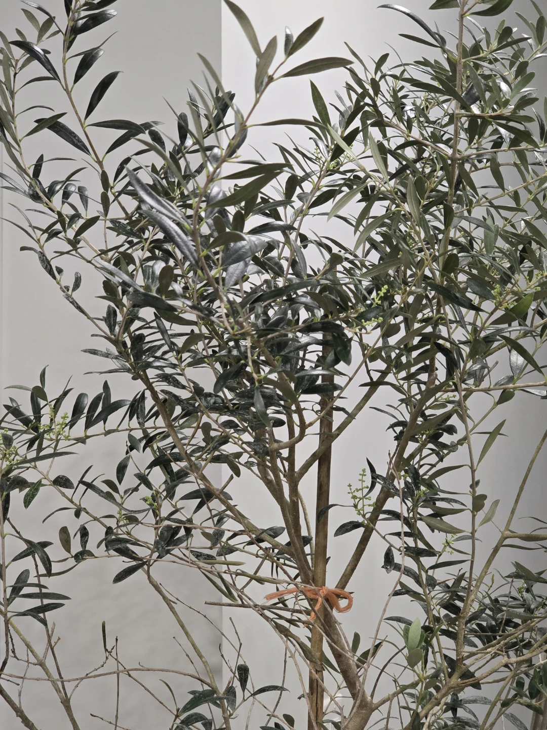 Olive Tree 7 feet bearing fruits - photo 2