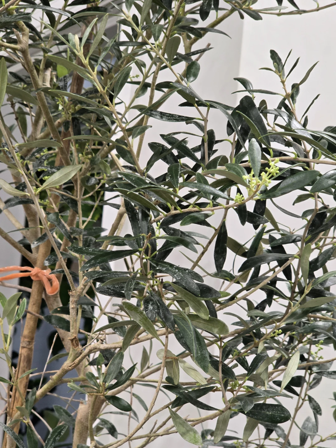 Olive Tree 7 feet bearing fruits - photo 4