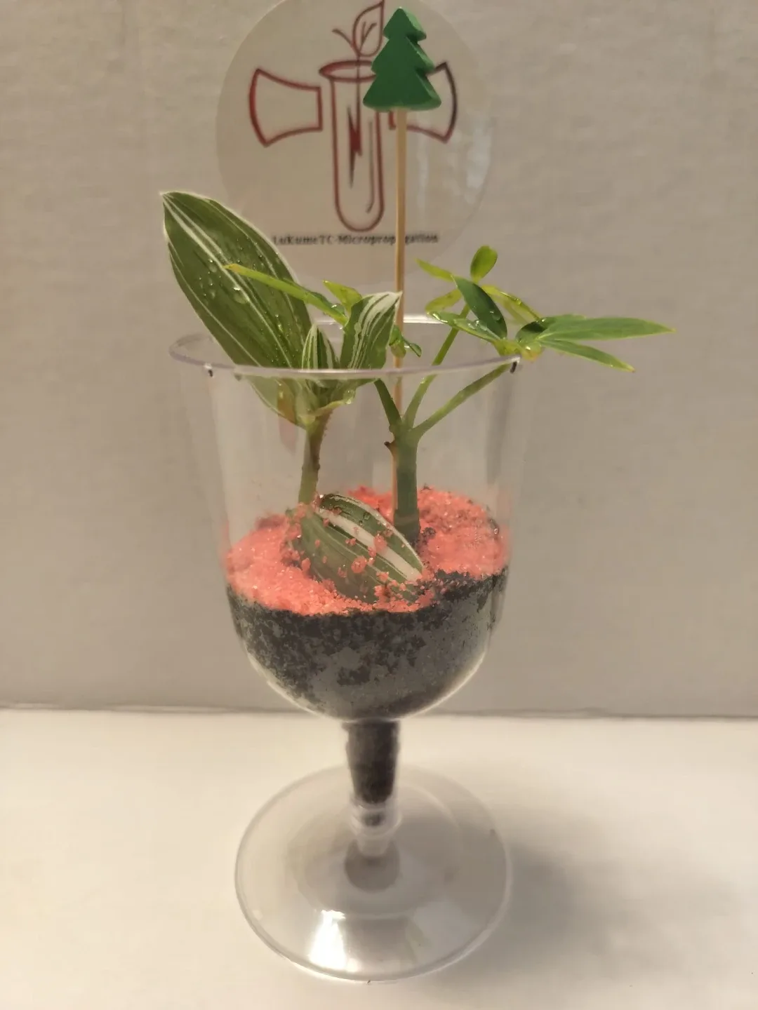 🌿 Healthy Plants in Custom 3D Printed Planters image indicator(8)