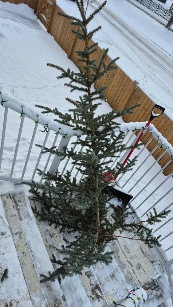 Real Christmas tree 🎄