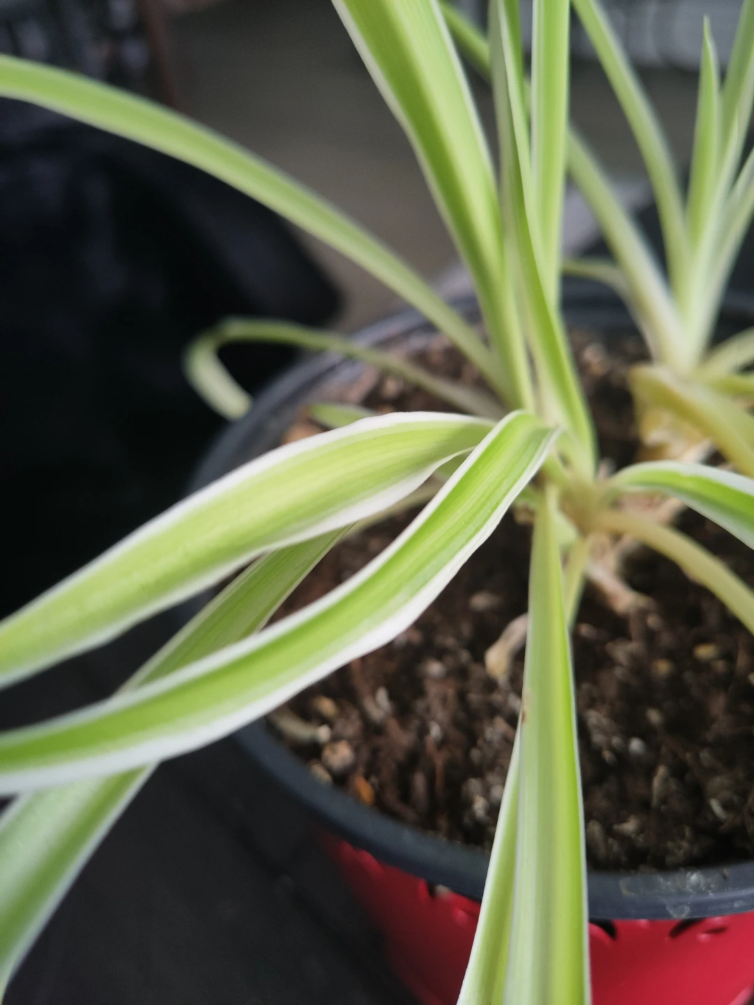 Spider Plant in Red Pot - photo 3