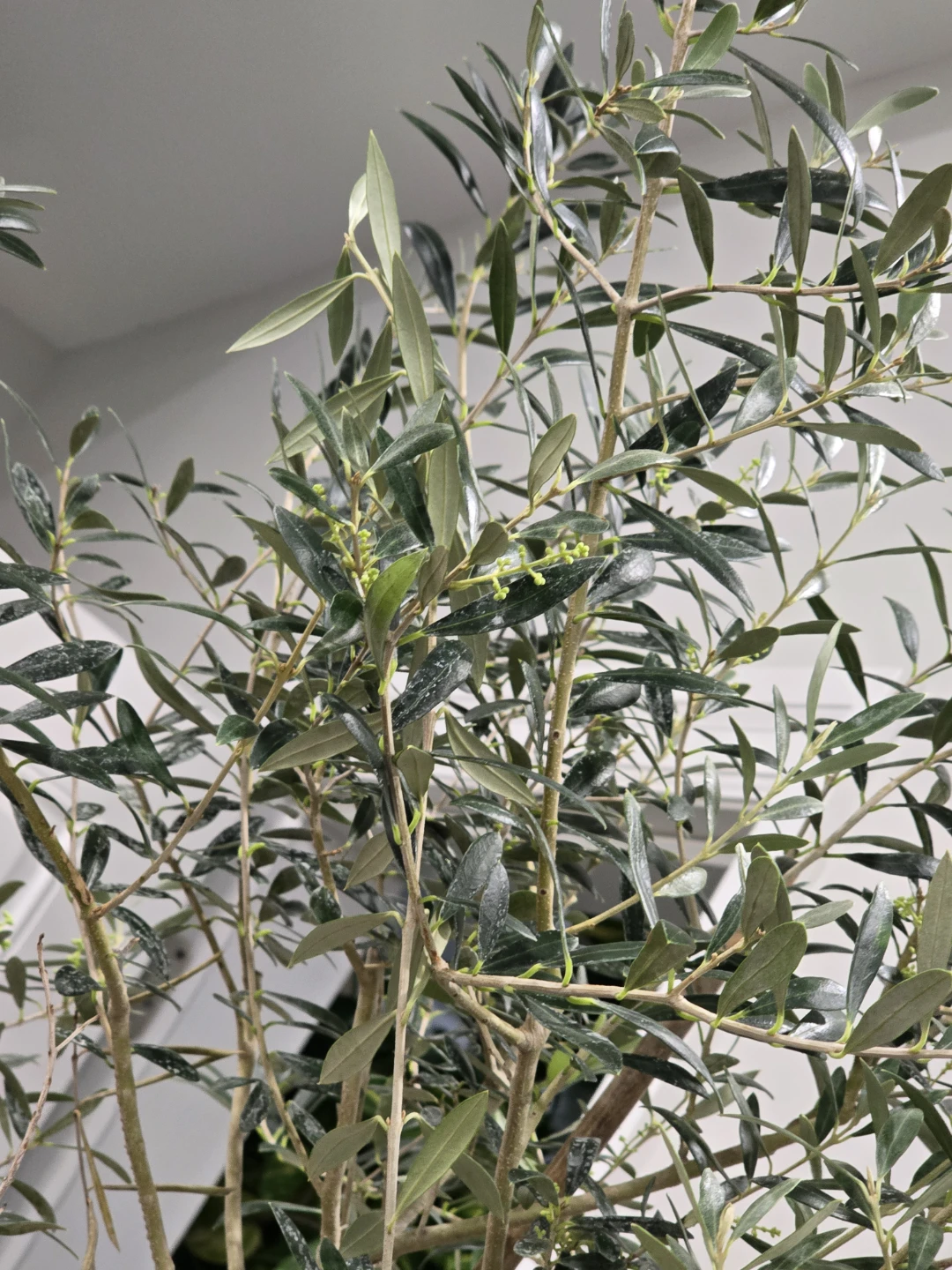 Olive Tree 7 feet bearing fruits - photo 3