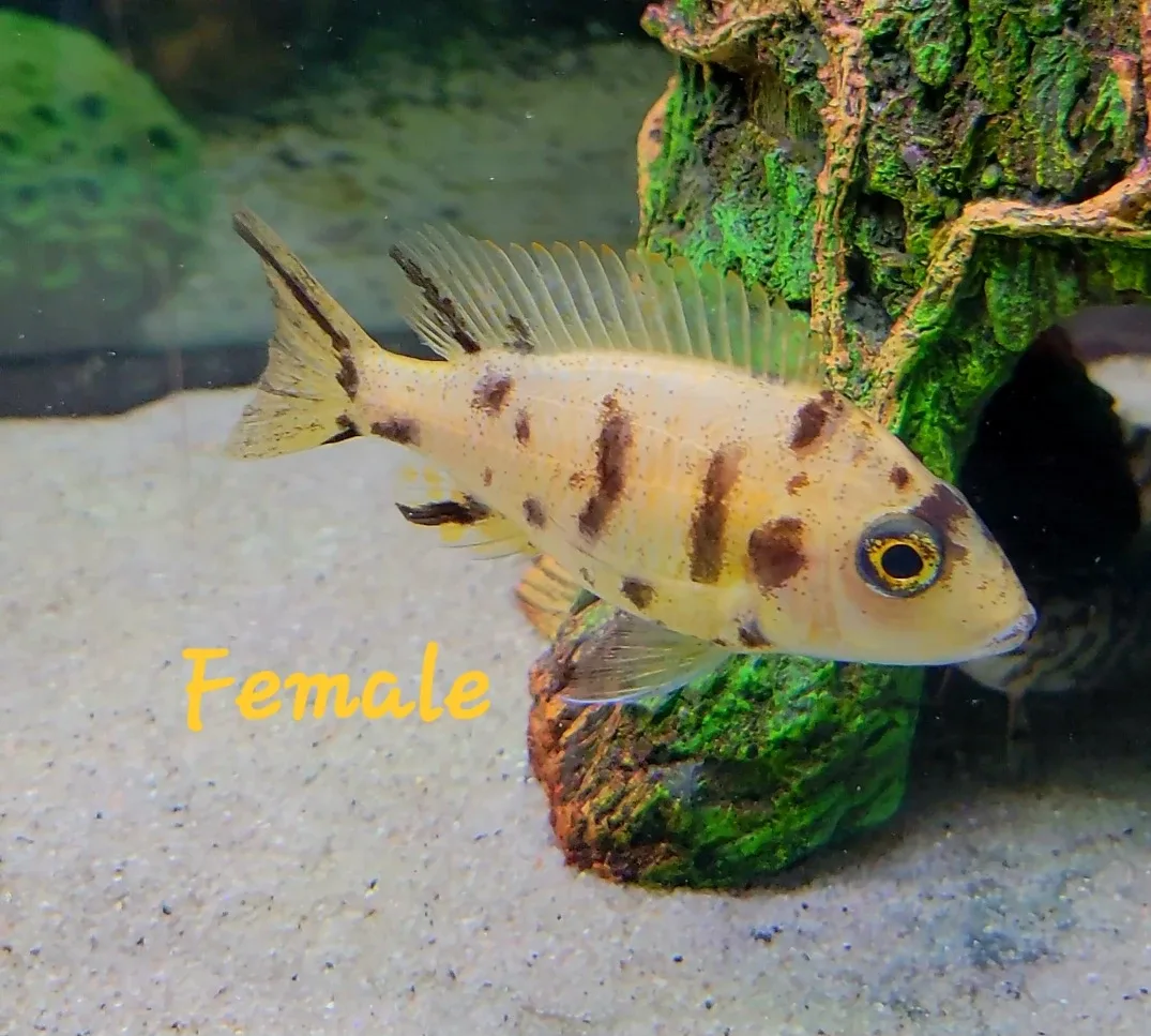 African Chiclids image indicator(3)