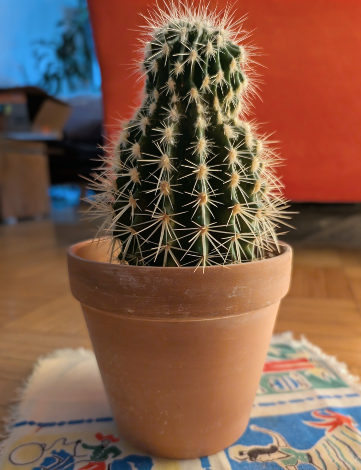 Potted Cactus