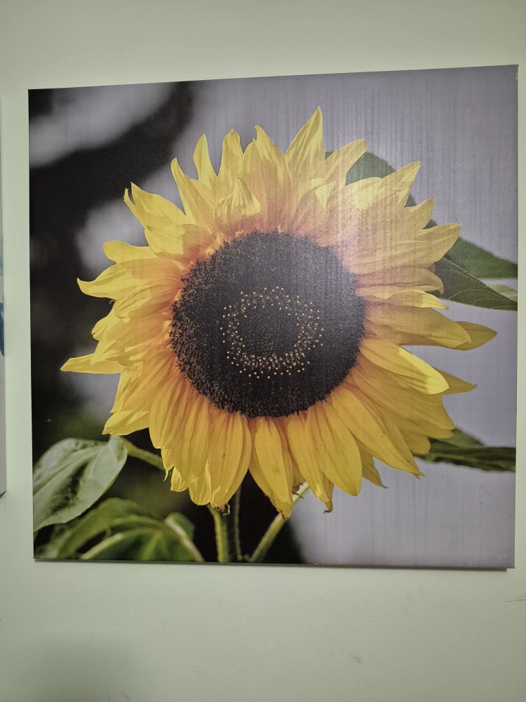 Sunflower Canvas Wall Art
