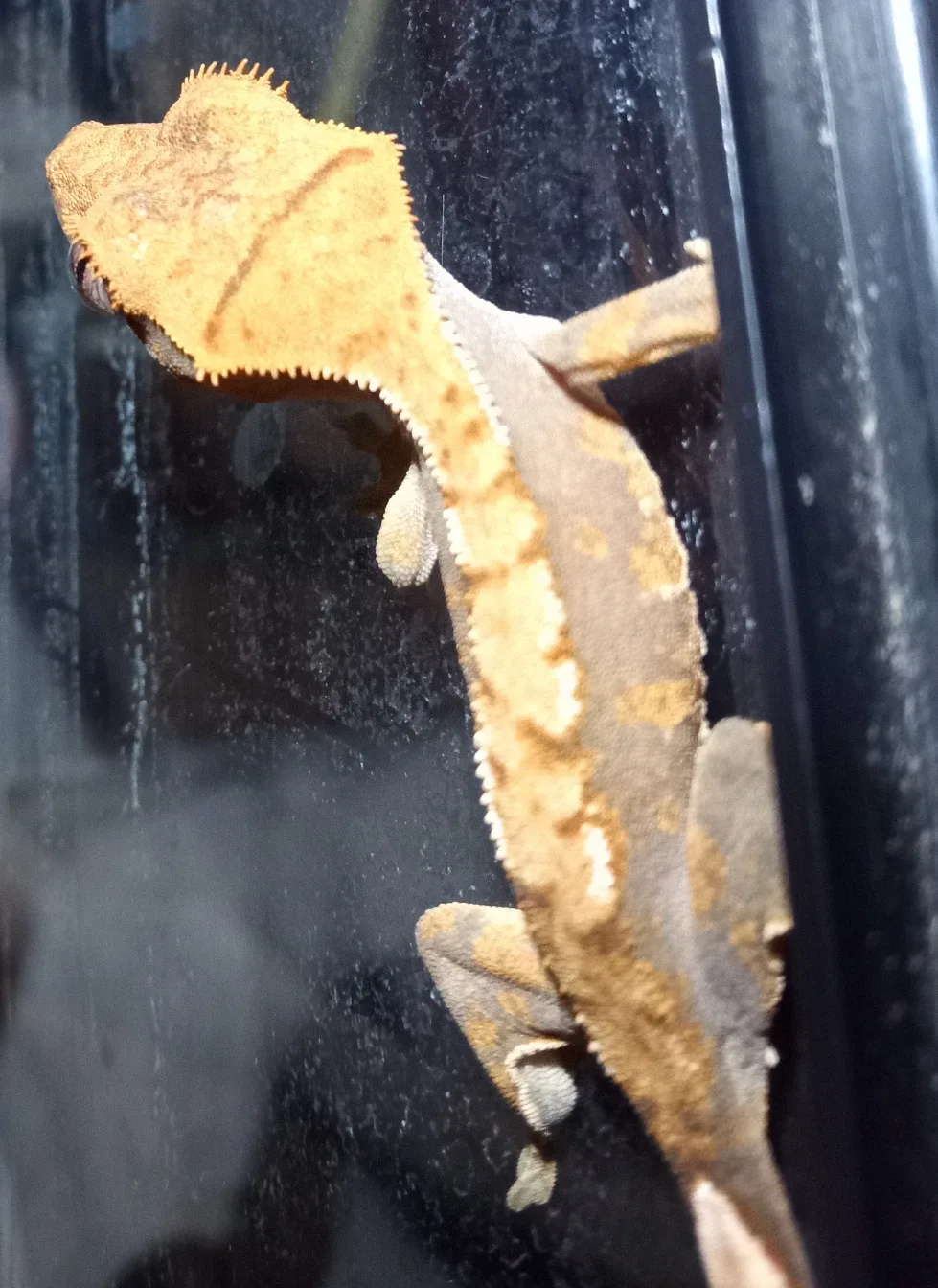 Baby Crested Gecko's
