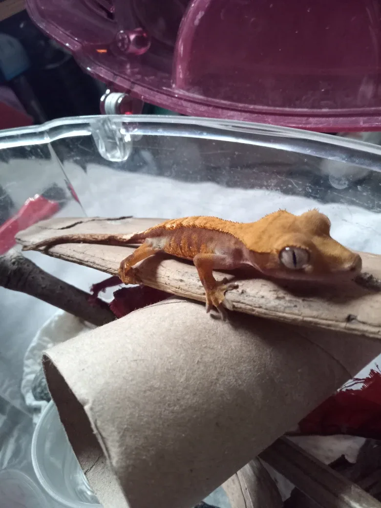 Baby Crested Gecko's image indicator(2)