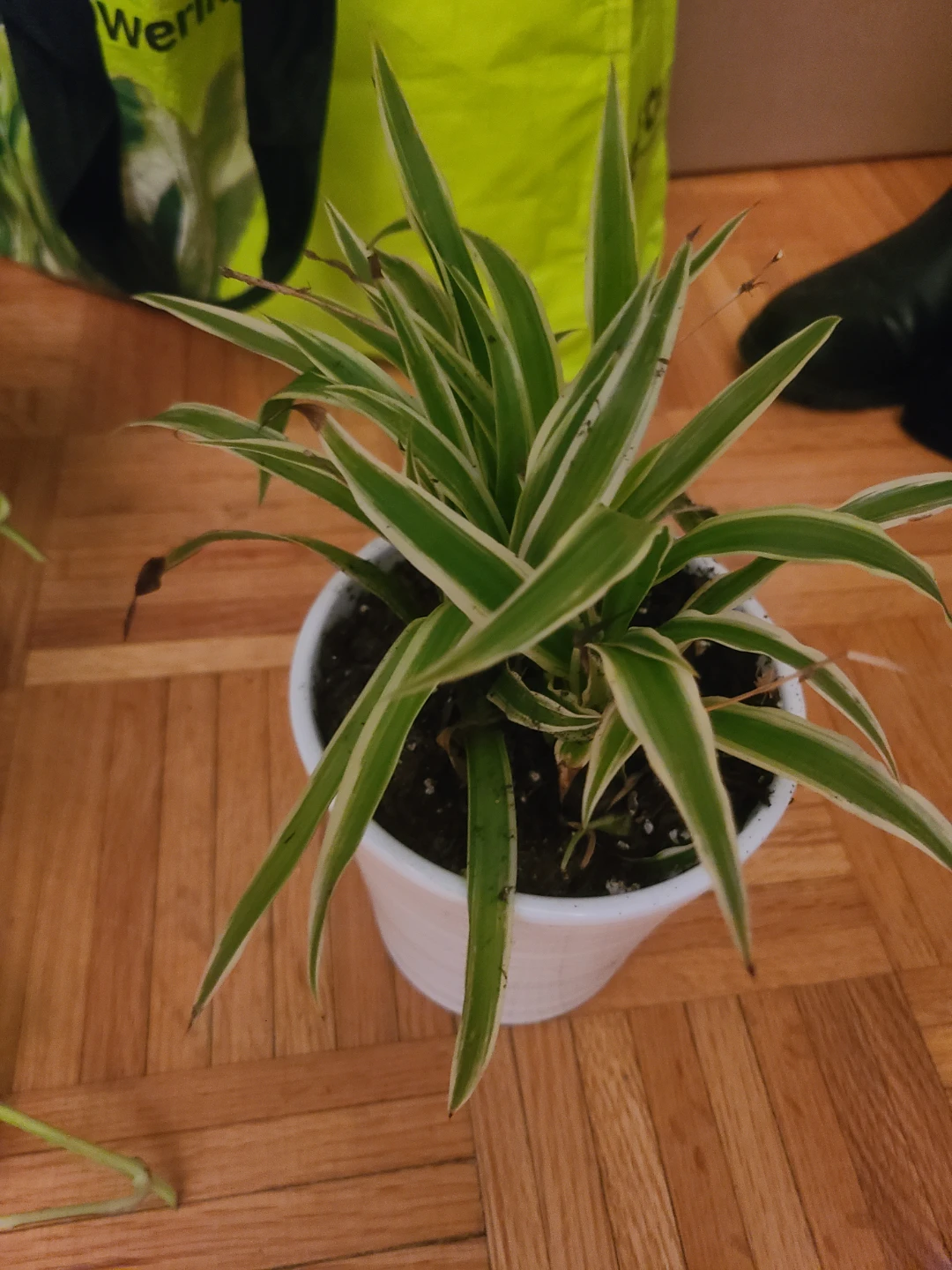 #gifting READ THE AD:  Spider Plant only #gifting