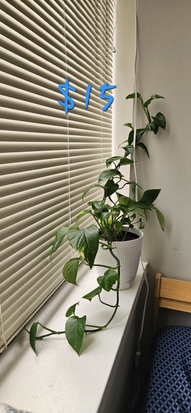 Potted Golden Pothos Plant - $15